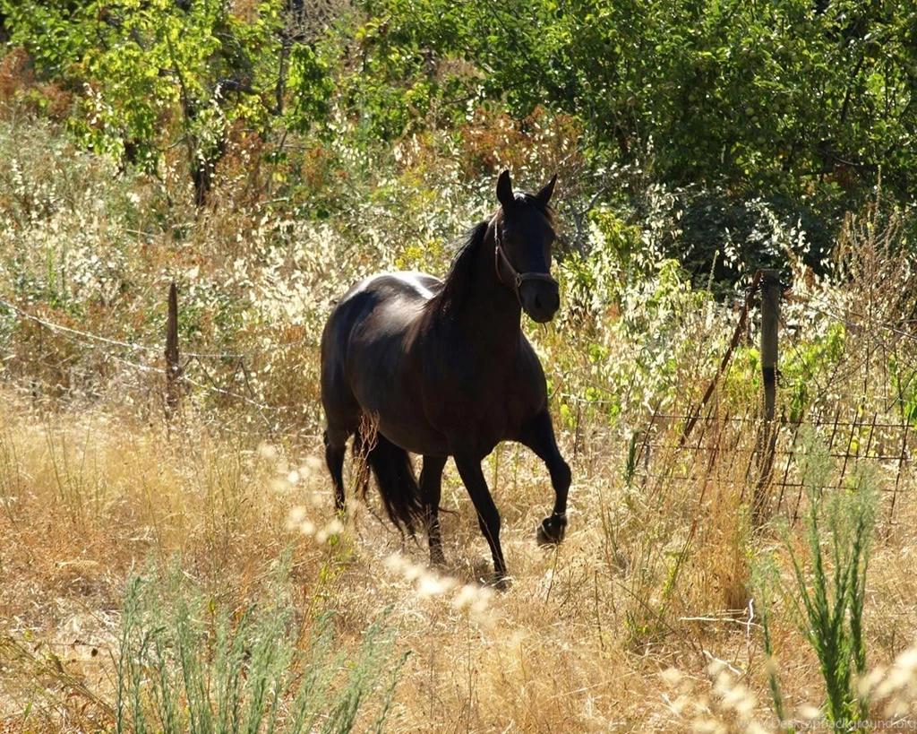 12 Black Horse Desktop Wallpapers Download Black Horse Wallpapers In ...