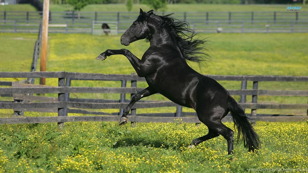 Black Horse Hd Wallpapers