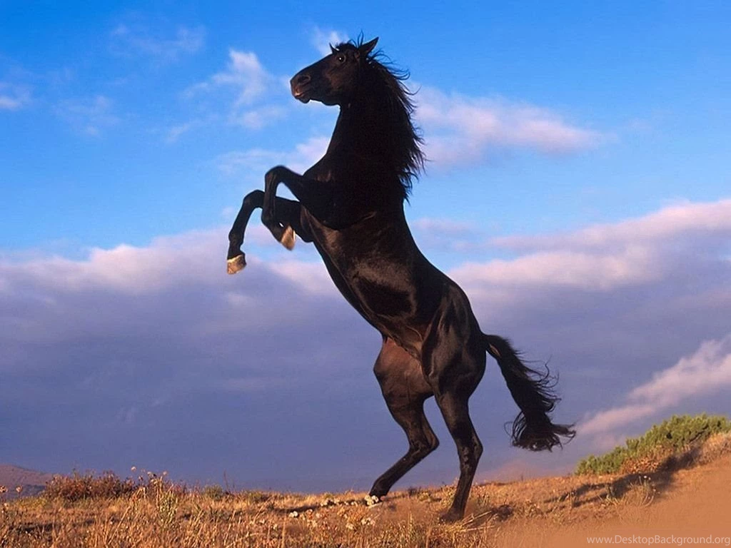 Beautiful Horses Wallpapers