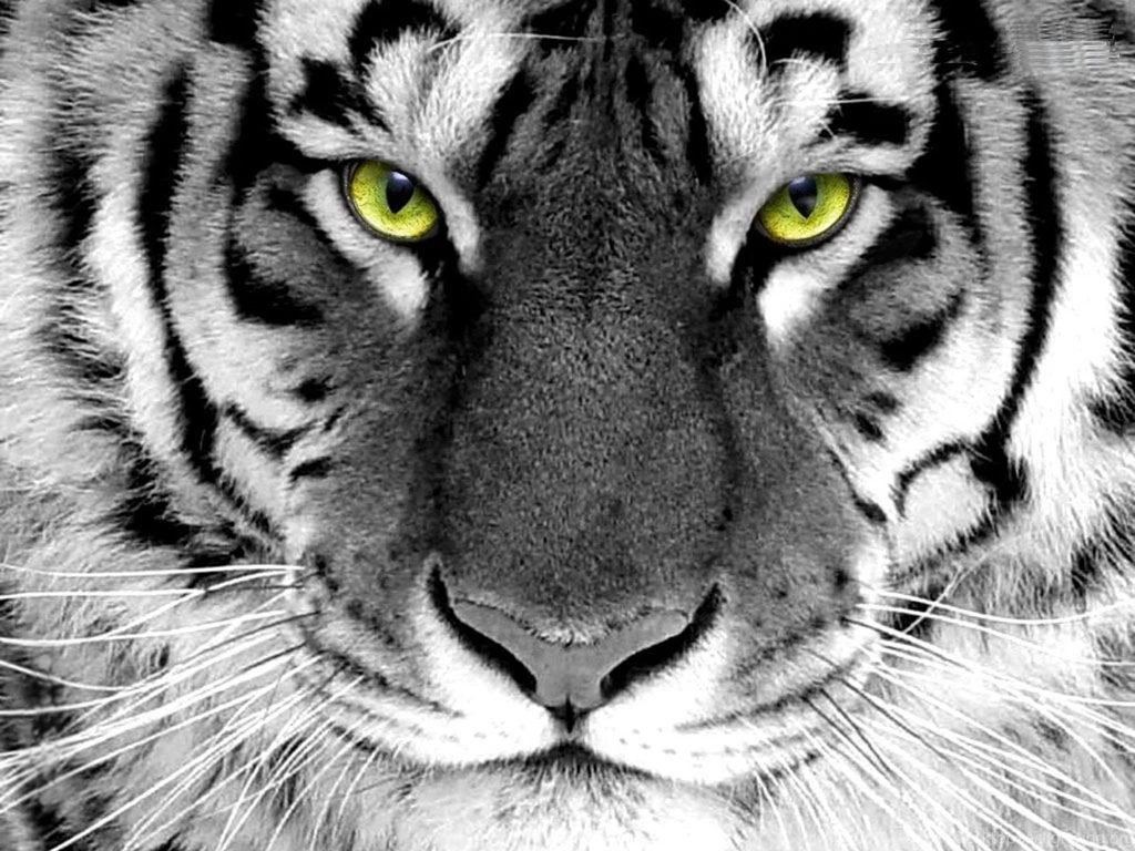 Roar Desktop HD Wallpaper, Roar Images, New Wallpapers