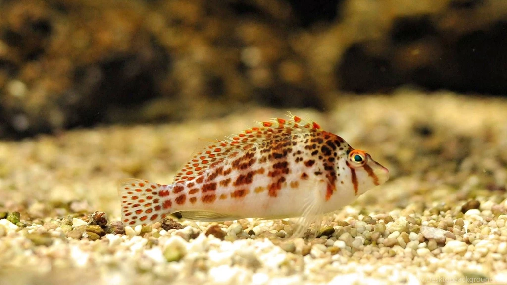 Beautiful Fish Wallpapers HD