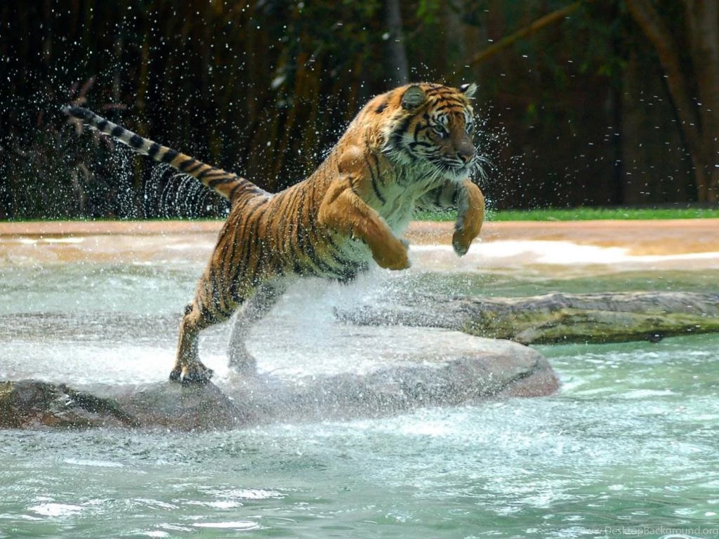 1024x768 Jump Hd Tiger Wallpapers Hd 1920x1200 Desktop Wallpaper 645