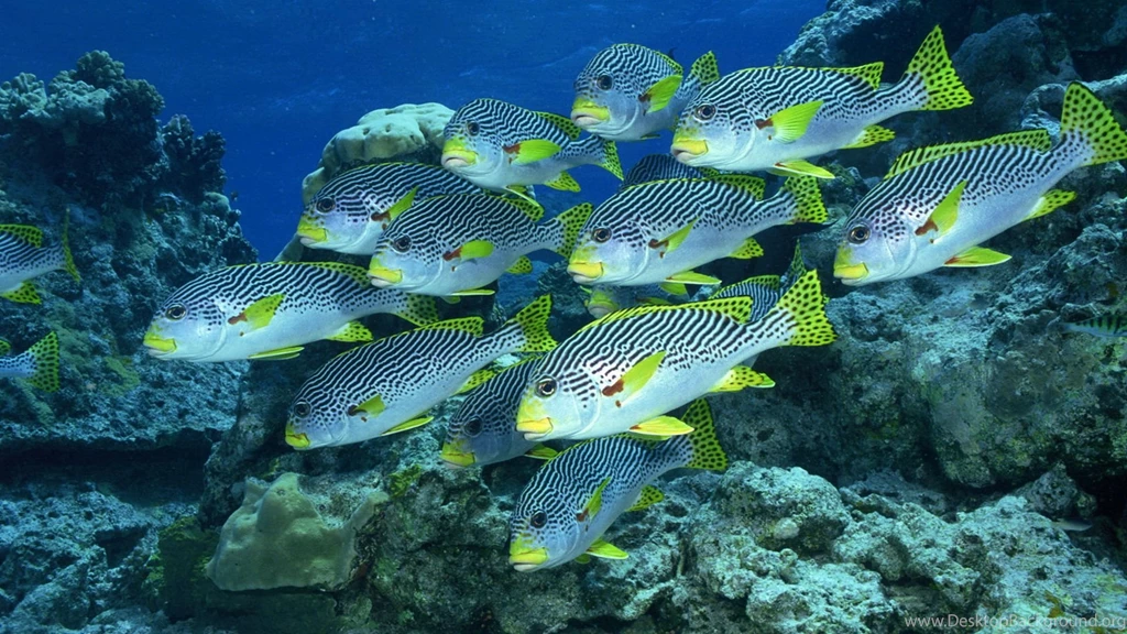 Beautiful Fish HD Wallpapers Free Download