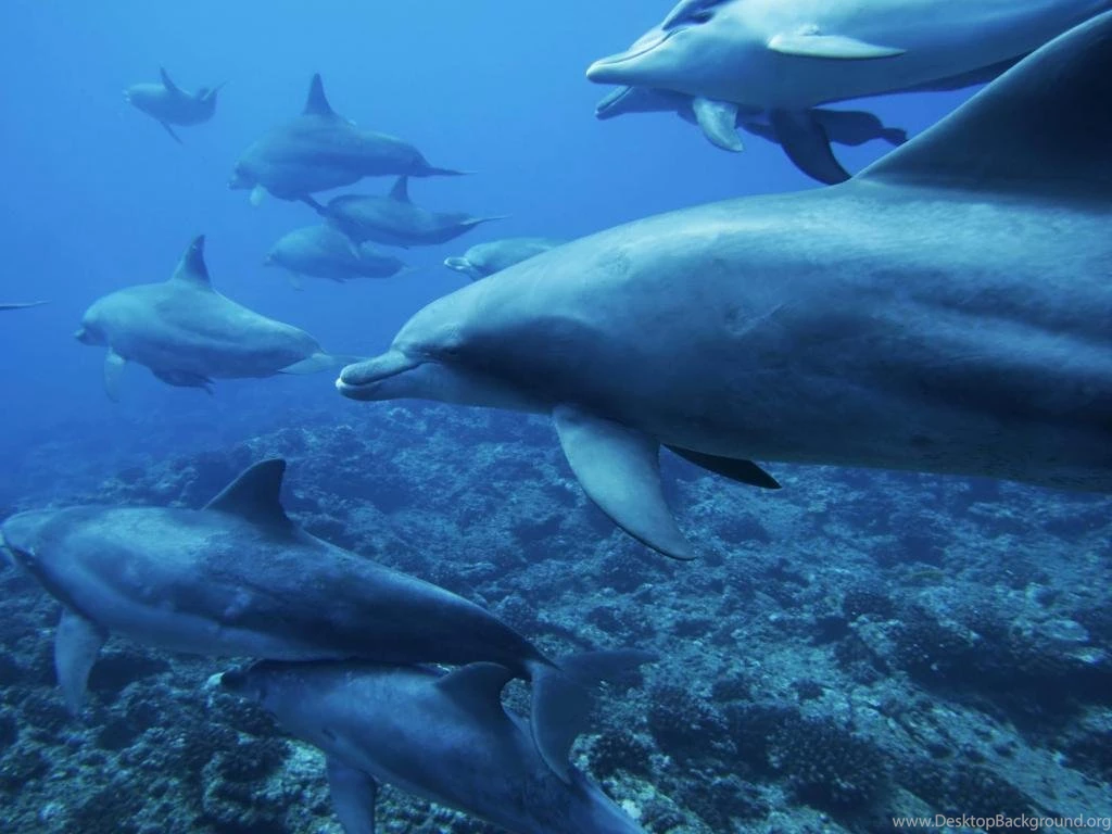 Underwater World Dolphins Desktop Wallpaper Backgrounds 1024x768 Hd ...