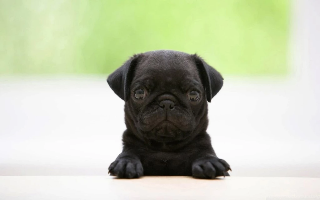Black Pug Puppy HD Desktop Wallpapers : High Definition ...