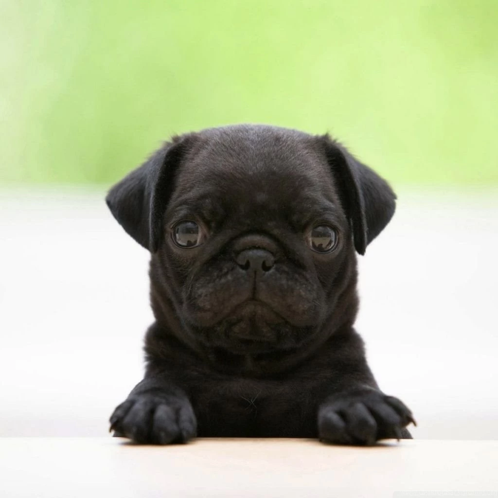 Black Pug Puppy HD Desktop Wallpapers : High Definition ...