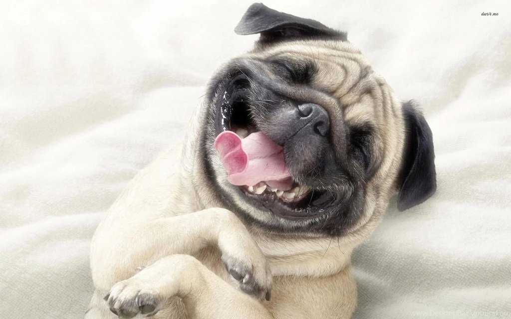 Pug Puppies Wallpapers Wallpaper.