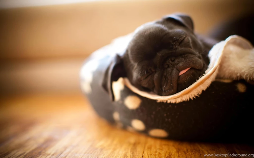 Black Pug Puppy Wallpaper.
