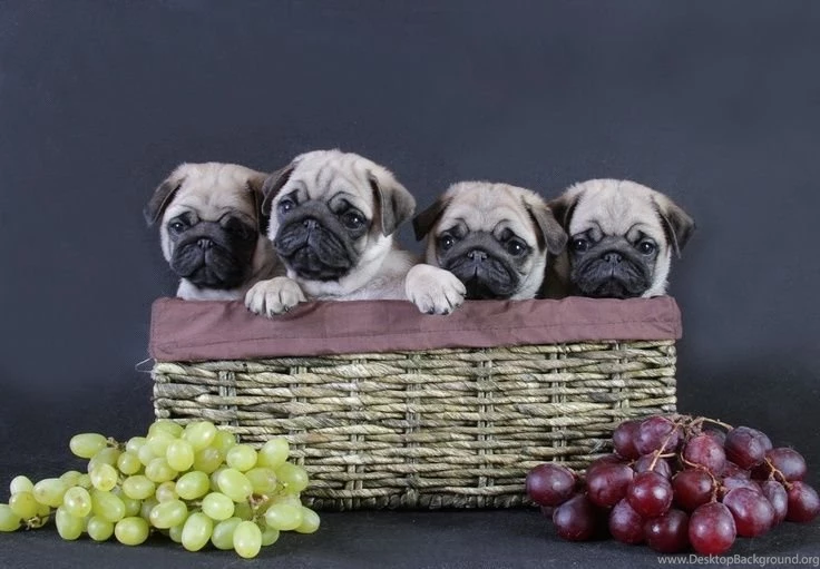 Pug Wallpaper, Screensaver, Background. Cute Pug Puppies