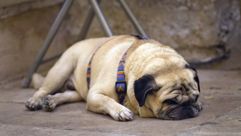 Full HD 1080p Pug Wallpapers HD, Desktop Backgrounds 1920x1080