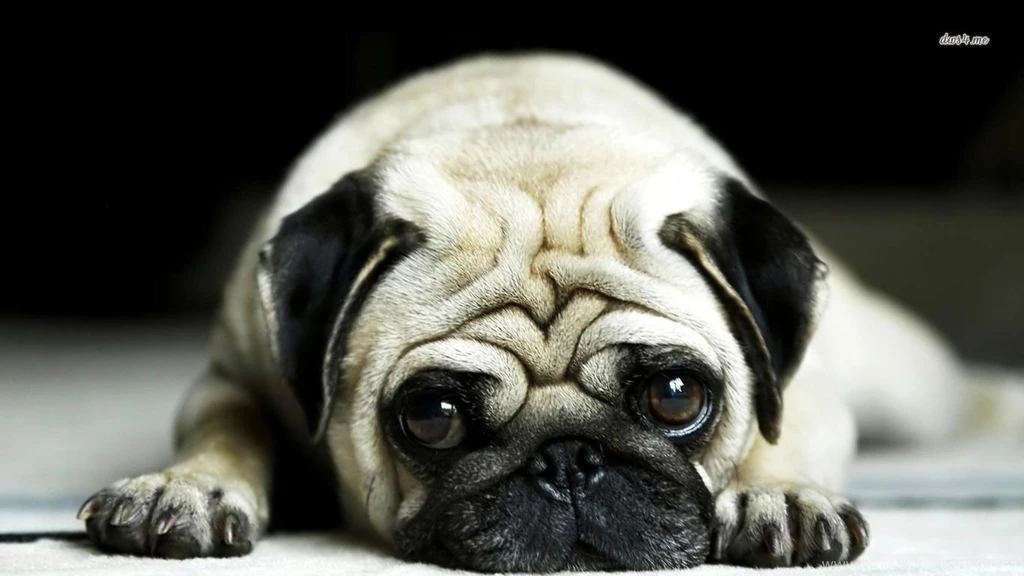 Pug Wallpapers Animal Wallpapers