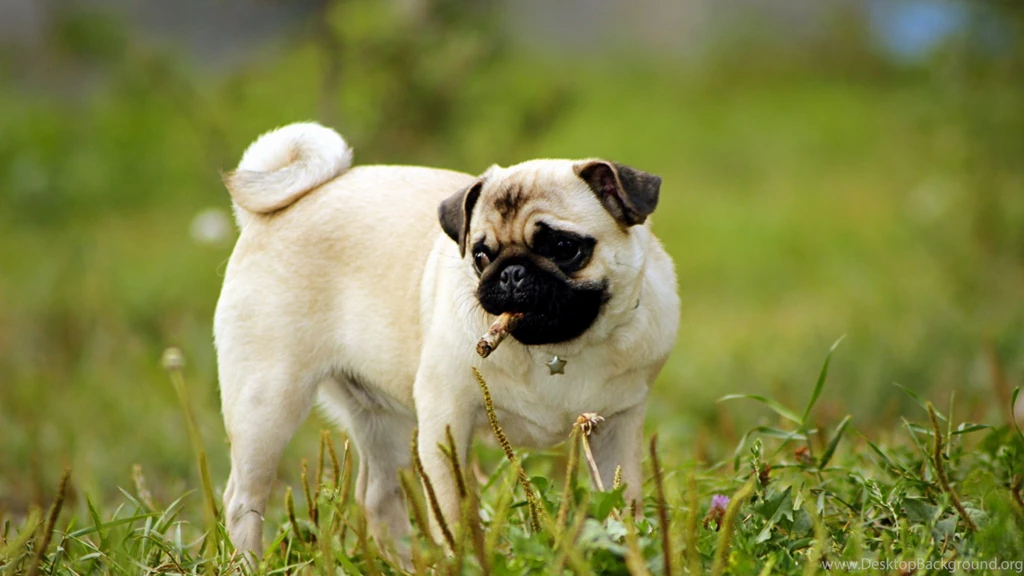 4K Ultra HD Pug Wallpapers HD, Desktop Backgrounds 3840x2160