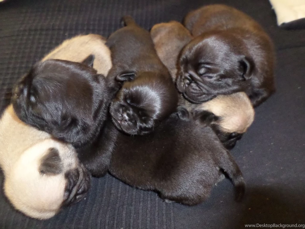 Pictures Of Pug Puppies For Sale Wallpapers HD Wide