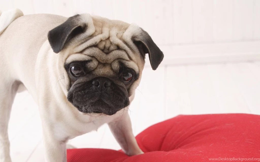 Pug