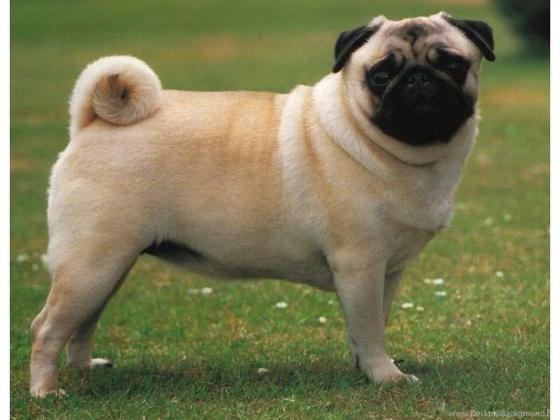 Pug Puppies Wallpapers Hd 12 Backgrounds Hivewallpaper.com