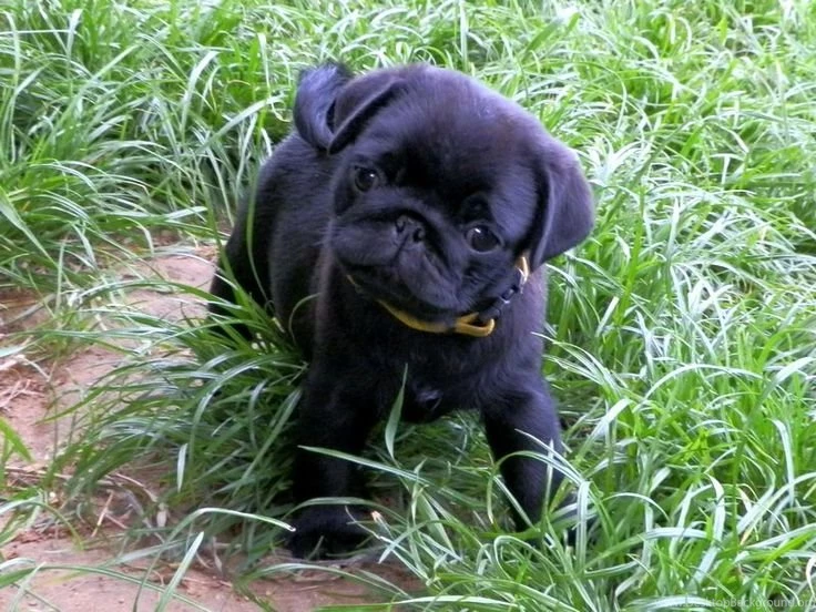 Pug Wallpaper, Screensaver, Backgrounds Cute Black Pug Puppy