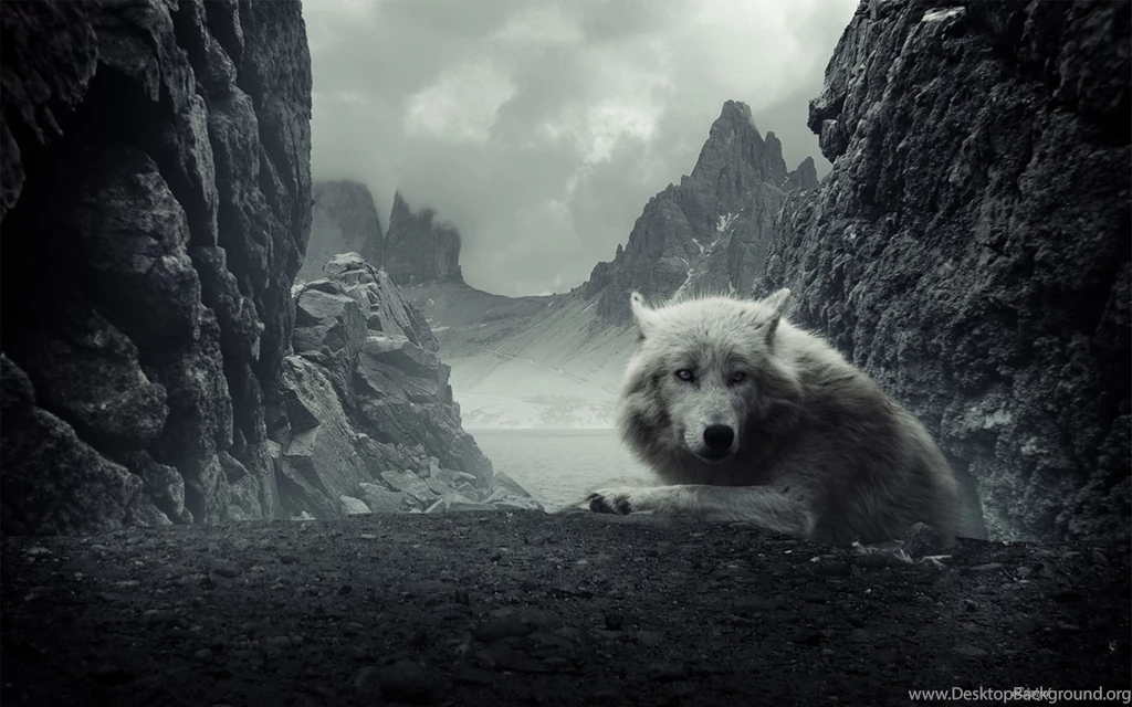 Wolf Wallpapers And Backgrounds 14131 HD Wallpapers Site