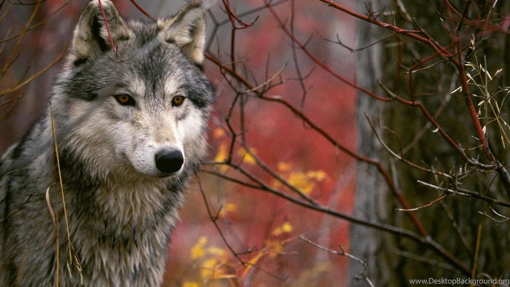 Wolf Wallpapers Hd For Htc One M8 Free Android Application ...
