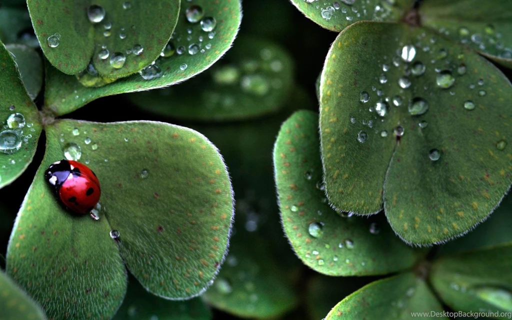 Qualitative World Wallpaper: Free Wallpapers For Desktop Backgrounds