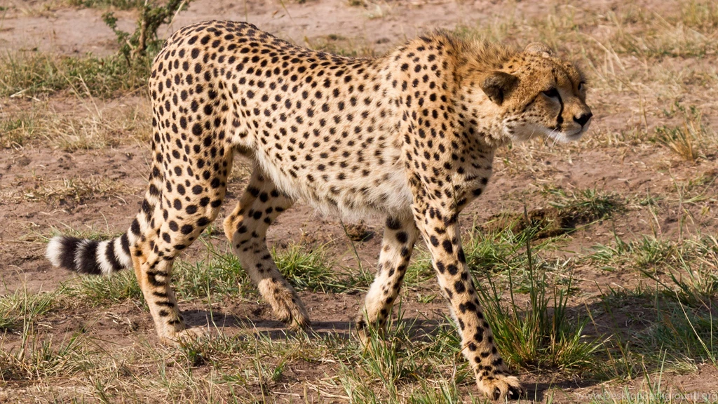 Cheetah Wallpapers :: HD Wallpapers
