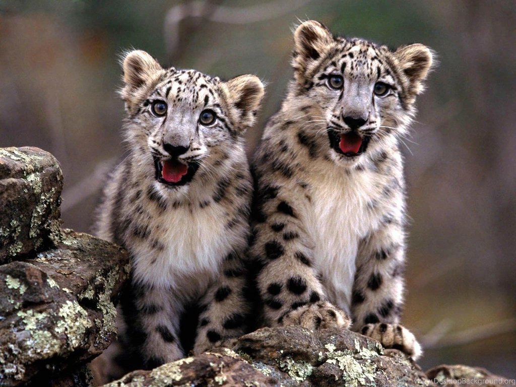 Snow Leopard Desktop And Mobile Wallpapers Animals Town
