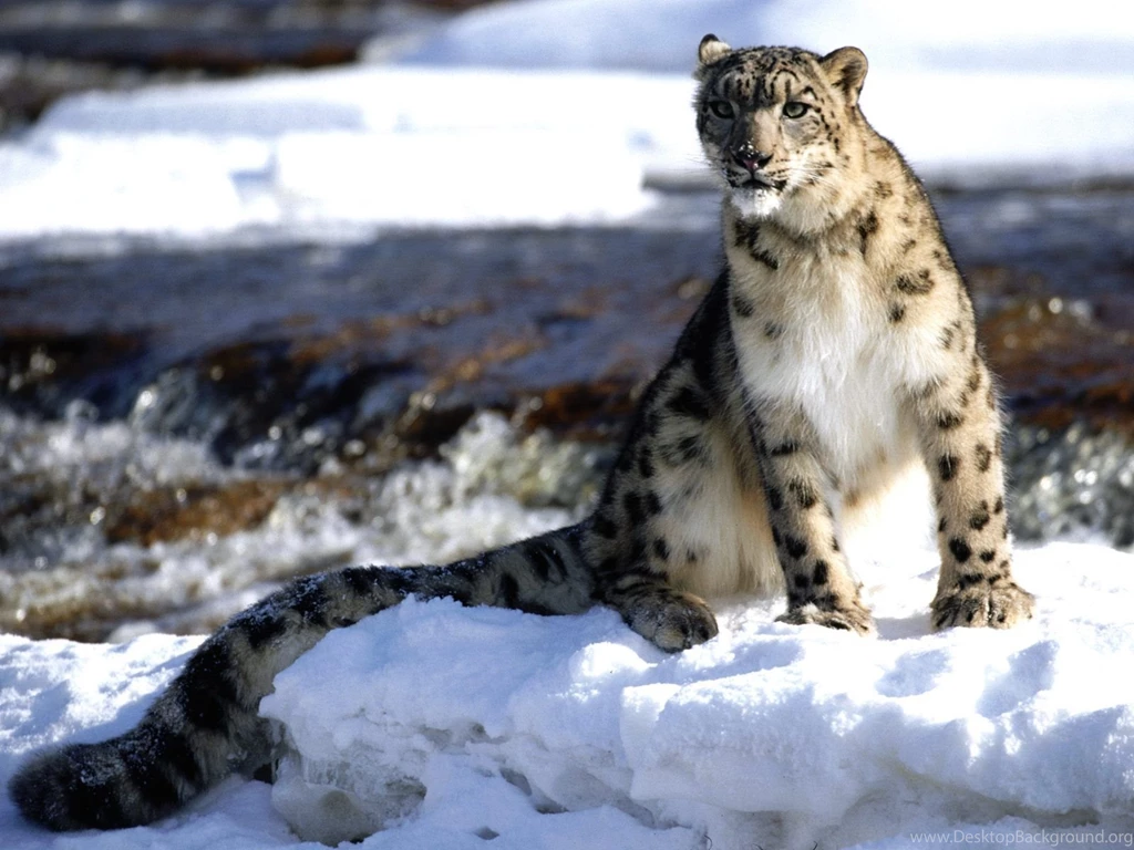 Snow Leopard HD Wallpapers