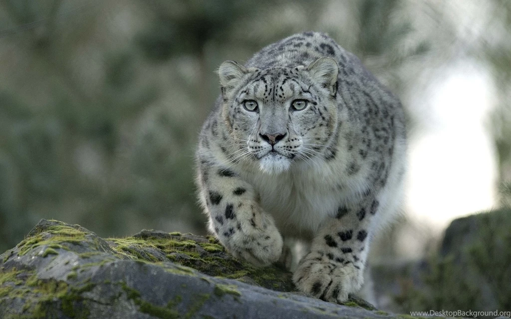 Snow Leopard HD Wallpapers 12.jpg