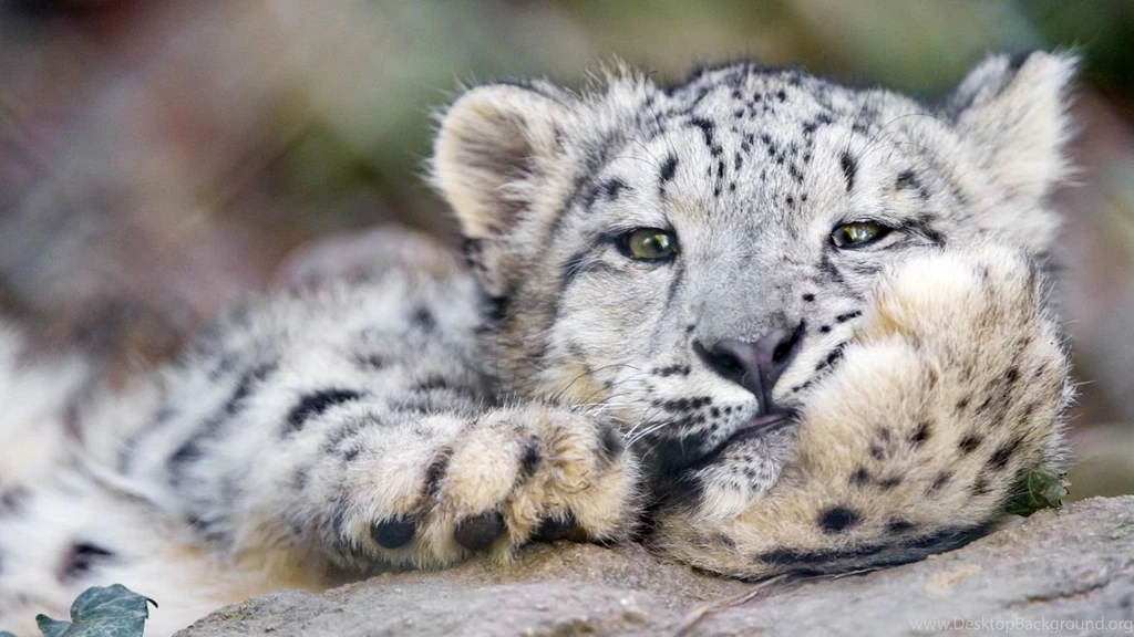 Laptop 1366x768 Snow Leopard Wallpapers HD, Desktop Backgrounds ...