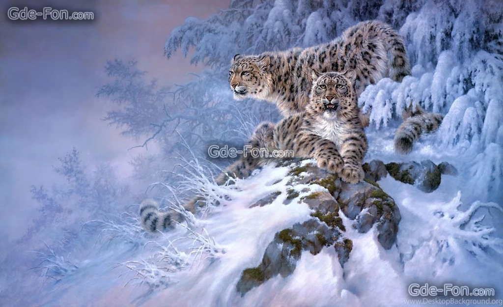 348920_larry fanning_snezhnyj bars_irbis_zima_2525x1541_www.Gde Fon.com.jpg