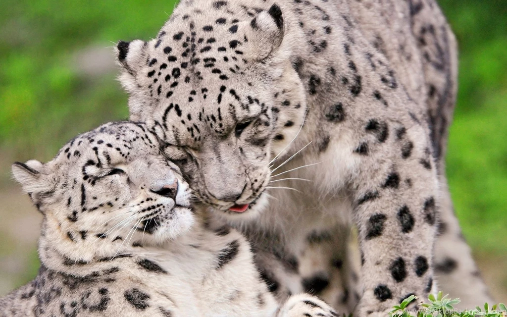 Snow Leopard Computer Wallpapers, Desktop Backgrounds