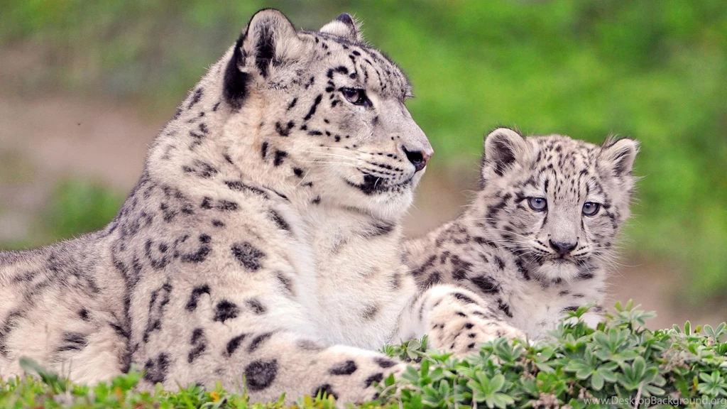 Snow Leopard Wallpapers 1920x1080 ID: 8855