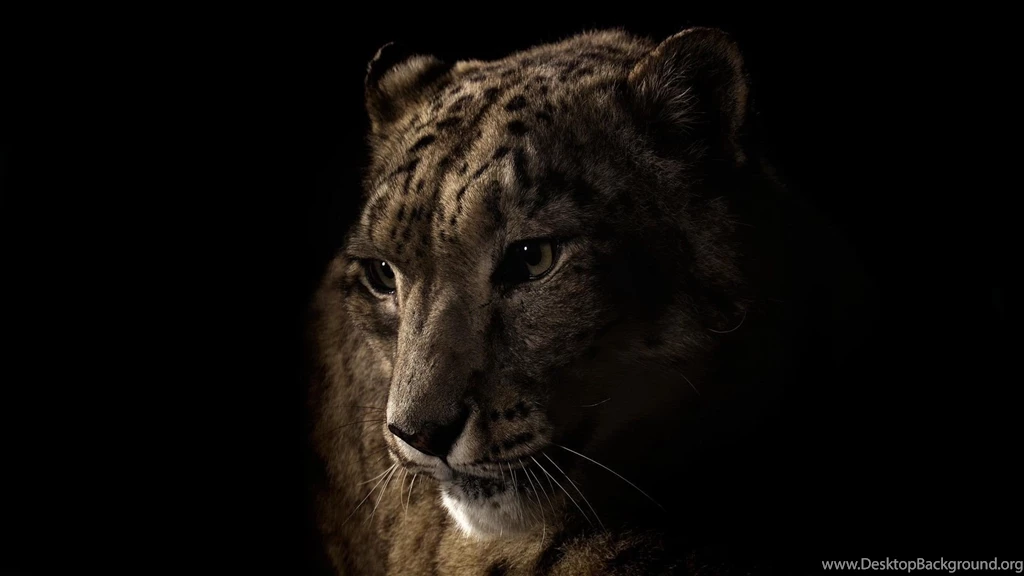 Snow Leopard Computer Wallpapers, Desktop Backgrounds