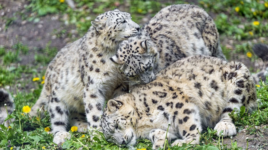 Snow Leopard Sitting On The Rock Desktop Wallpapers 28372