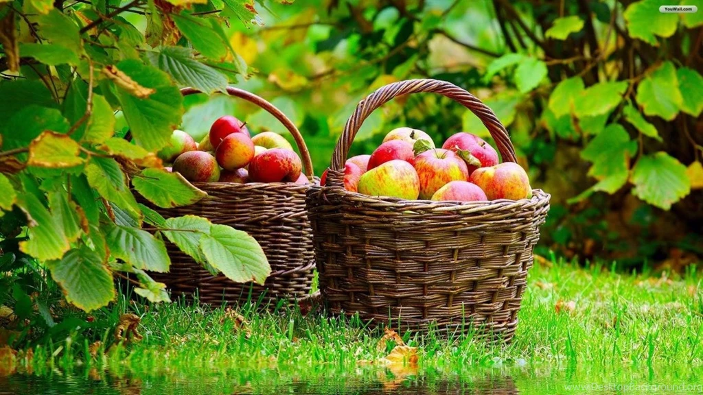 Desktop apple fruits wallpaper 1366x768.jpg