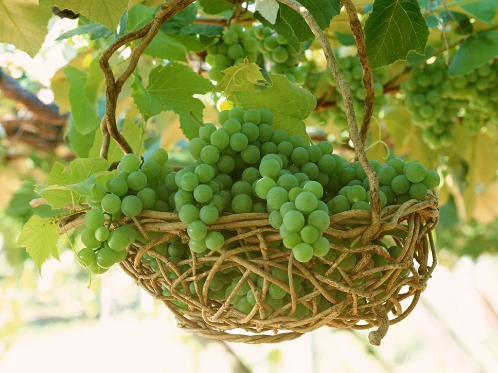 Desktop pictures on fruits wallpaper.jpg