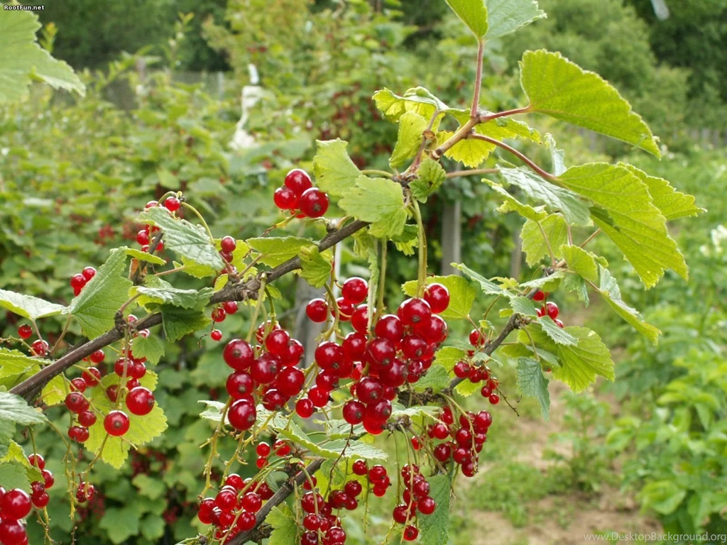 Fruits Wallpapers • IBackgroundWallpapers