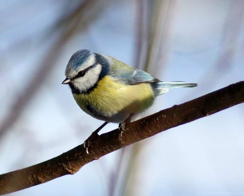 Blue Tit It's So Cute! Blue Tit Wallpapers (36421829) Fanpop