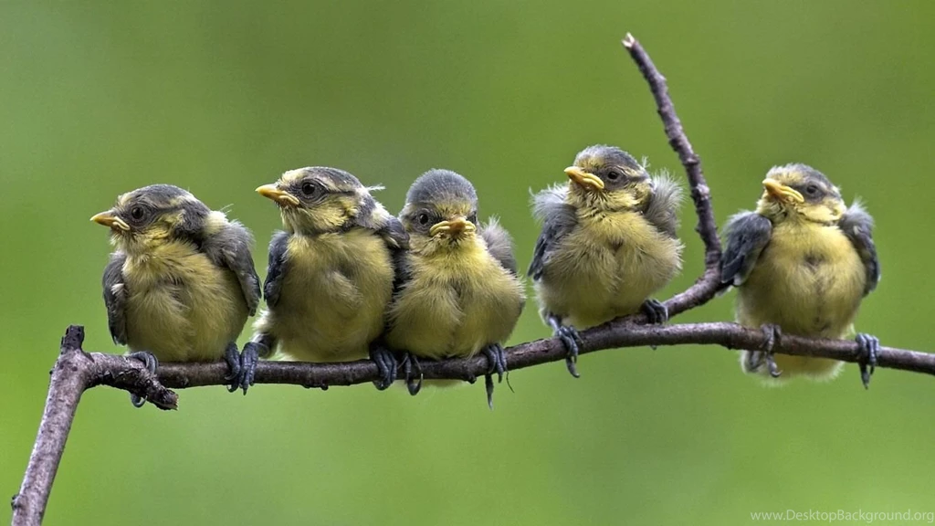 Bing Image Archive: Blue Tit Chicks Fledging On A Branch ...