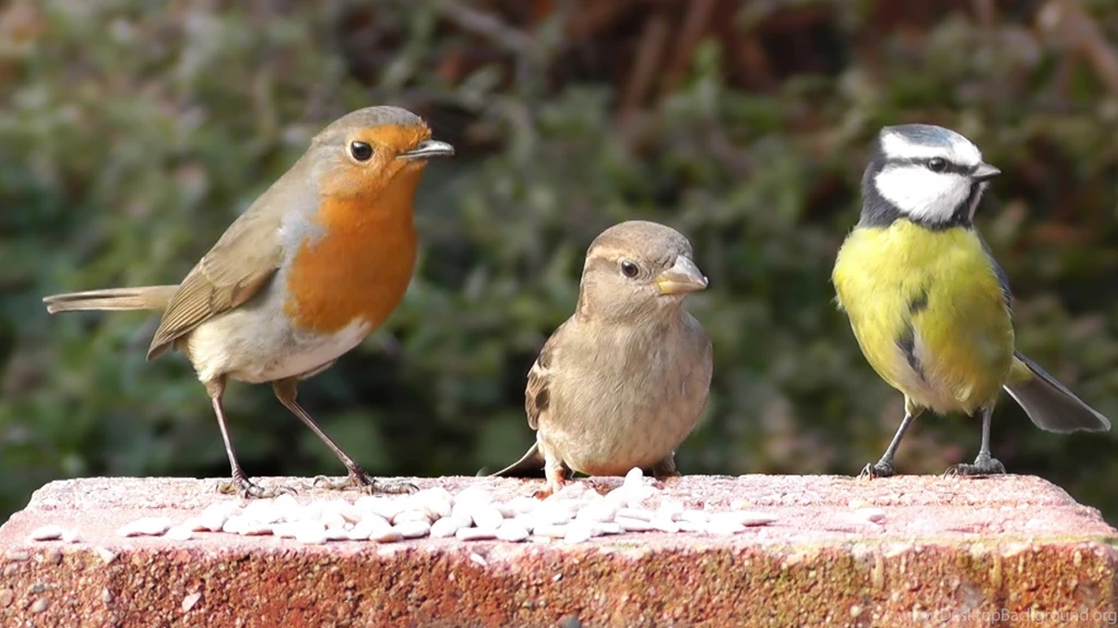 Blue Tit, Robin And House Sparrow   Little Birds On And Off The ...