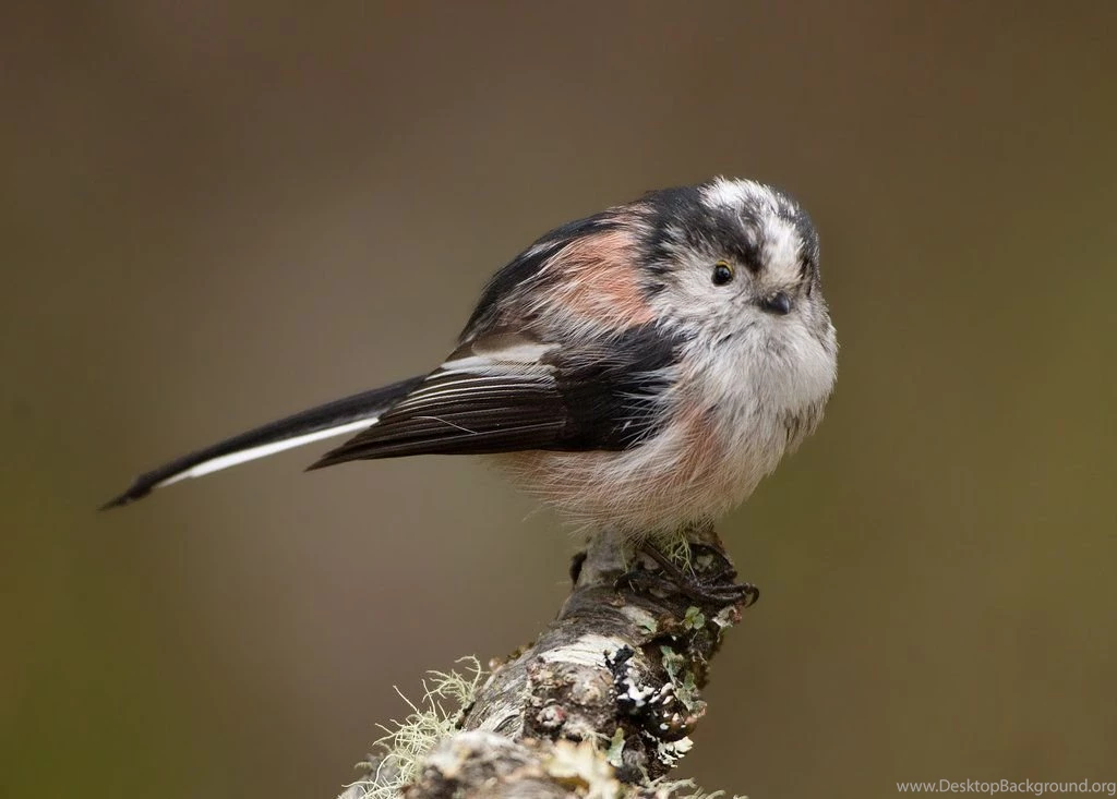 Hello There Long tailed Tit By Jamie MacArthur On DeviantArt