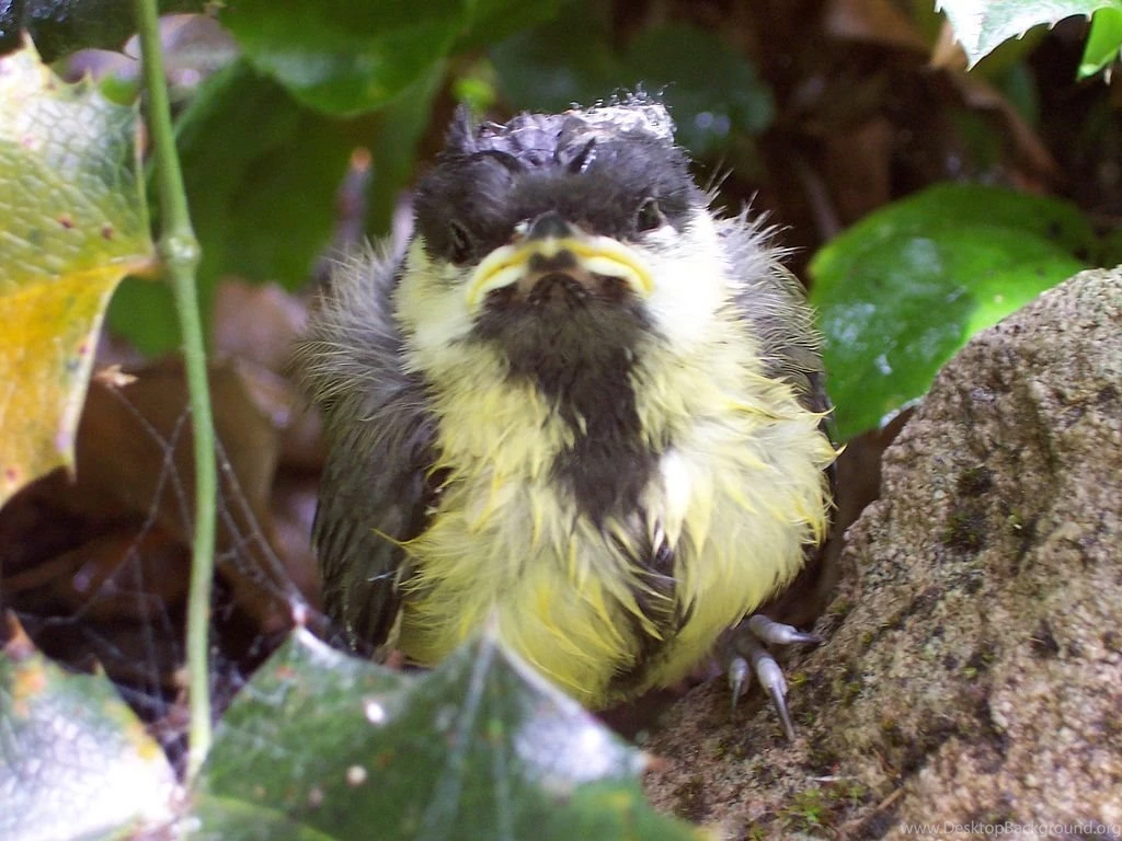 File:Great Tit Fledgeling.jpg Wikimedia Commons