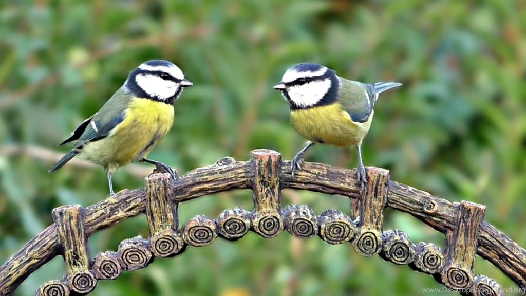 Blue Tit At Bird Bridge YouTube