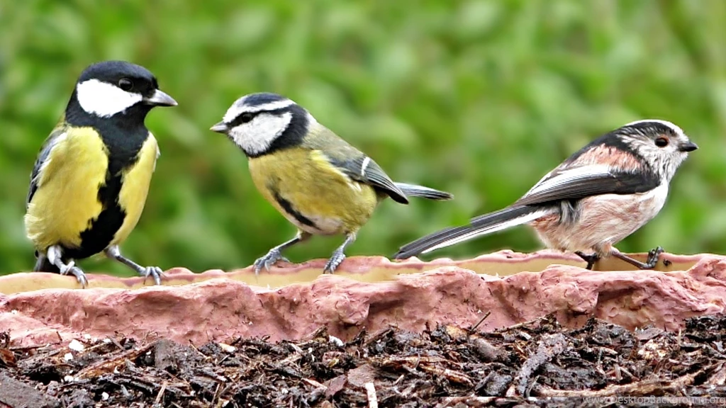 Long tailed Tits, Blue Tit And Great Tit Three Little Birds ...