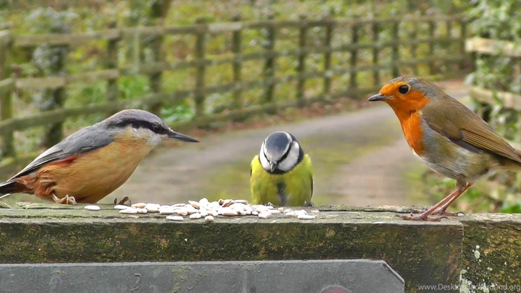 Coal Tit, Blue Tit, Nuthatch, Robin And Great Tit Little Birds ...