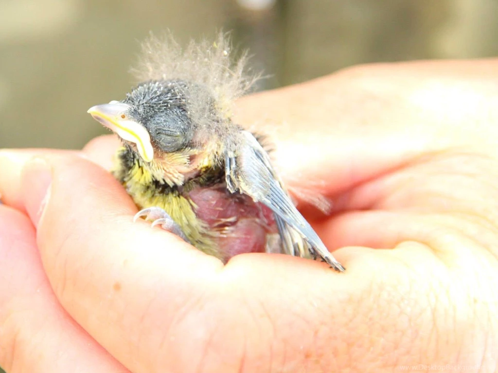 A Morning With Some Old Friends And Chicks