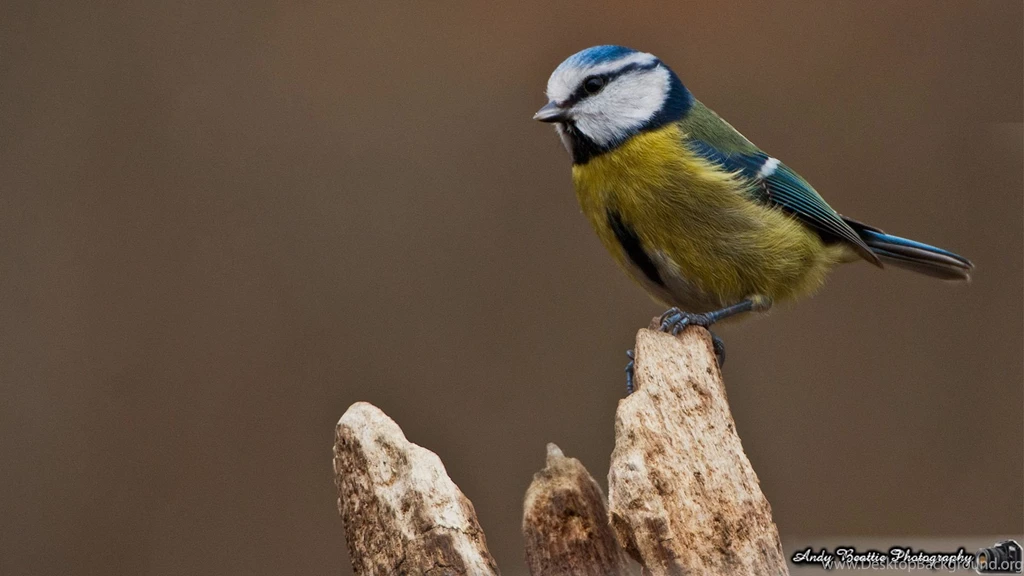 Free Desktop Wallpapers By Andy Beattie Photography