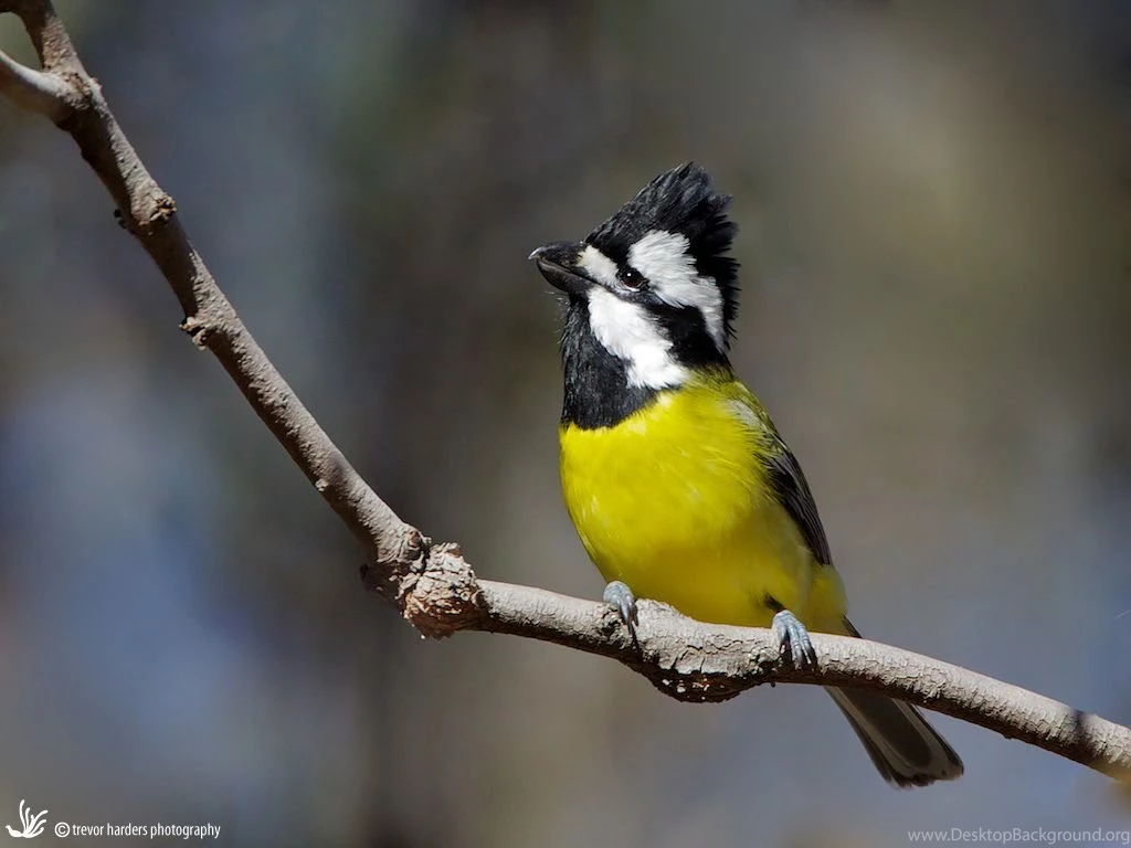 Trevor Harders Nature Photography: Birds Of Munghorn Gap NR