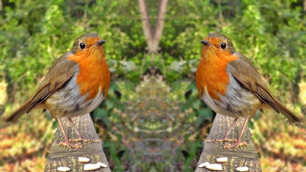 Robin, Nuthatch, Blue Tit And Other Birds On The Mirror Fence ...