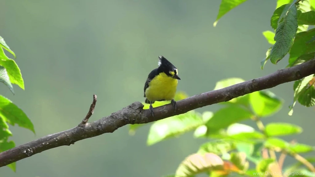 黃山雀Formosan Yellow Tit (Taiwan Tit)   YouTube