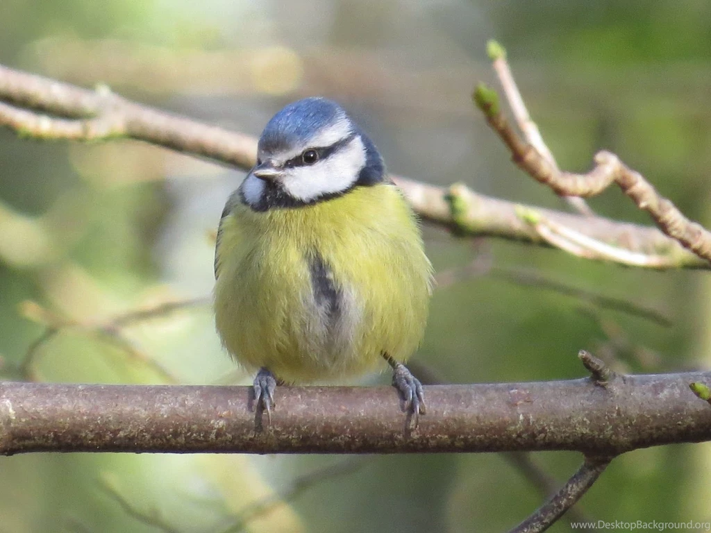 Heather's Nature Notes